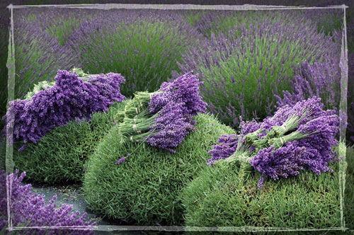 lavender-harvest